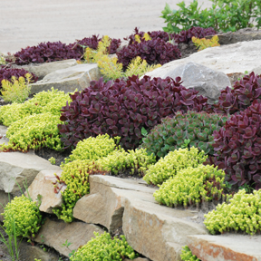 SunSparkler® Sedum ‘Firecracker’ in Rock Garden | SunSparkler® Sedums